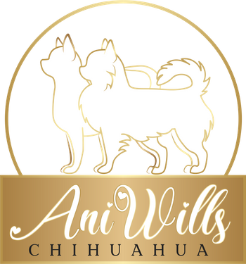 Kennel AniWills Chihuahua